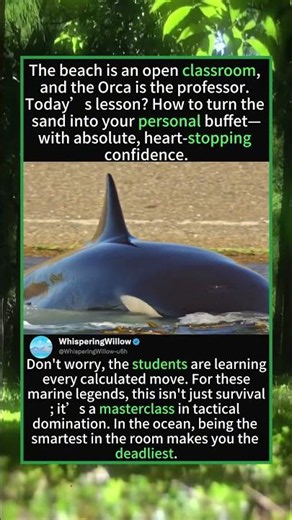 Orca Surf-Attack! The Ocean’s Most Brutal Lesson 🐋🌊