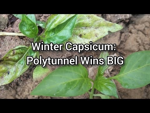 Grow Capsicum in Winter: Polytunnel Protection Beats the Cold
