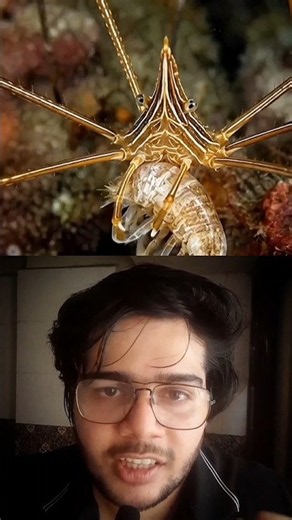 🦀 This Crab Looks Like an Alien! 😱 | Arrow Crab