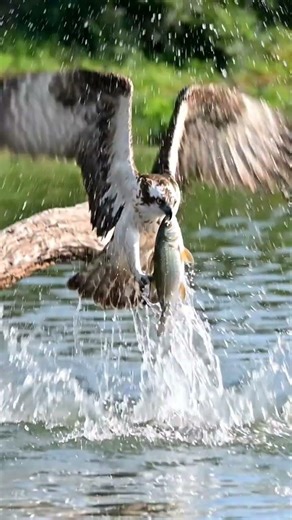 Real Osprey Catching Fish 🦅💦 | Natural Hunting Action in Lake | Wildlife Documentary 4K #Osprey
