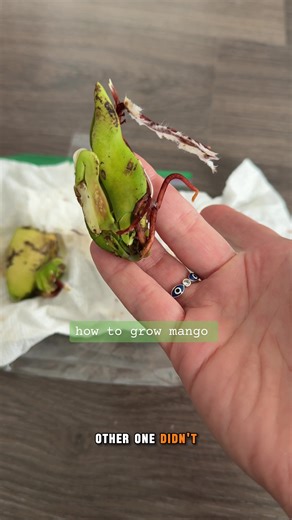 How to Grow a Mango Seed Successfully