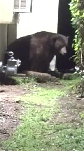Bear under California house makes Christmas appearance #shorts