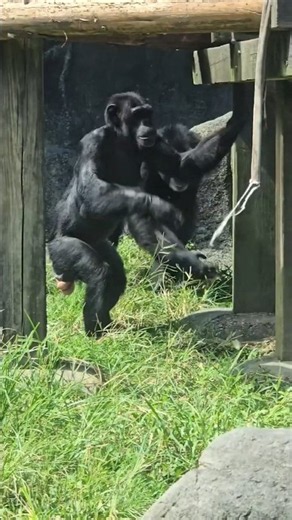 Chimpanzee/Pan troglodytes/Taipei Zoo