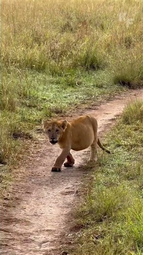These lion cubs clearly don't care about their figures