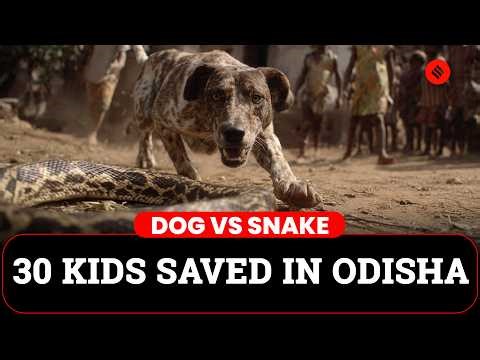 Odisha: Dog Saves 30 Children From Snake Attack | Odisha Dog News