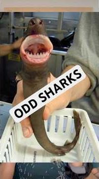 These are the weirdest sharks out there