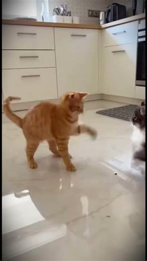 The Most Dramatic Cat Fight Ever 😂🐱