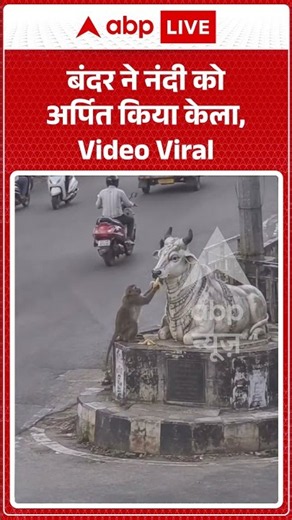 Viral Shorts : बंदर ने नंदी को अर्पित किया केला, Video Viral | #ytshorts #reels #monkeyvideo