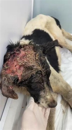 Maggots Tear Through Emaciated Pup’s Head As Infection Threatens To Claim Her Life [STORY BELOW]
