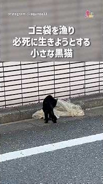 ゴミを漁り…ガリガリだった黒猫に訪れた最高の幸せ