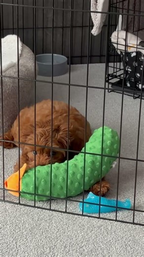 Luca with a pickle bigger than him 😂