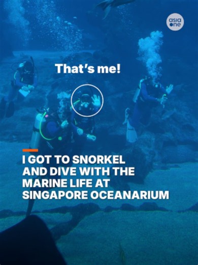 Ever wondered what it’s like to snorkel above sharks and manta rays? I tried the new Discover Snorkelling and Discover Scuba Diving experiences at Singapore Oceanarium, getting an up-close look at marine life in the open ocean habitat! #sgnews #Singapore #aquarium #Snorkelling #ScubaDiving