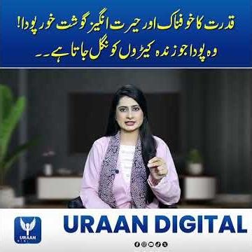 The Terrifying Carnivorous Plant That Eats Live Insects! Venus Flytrap Explained