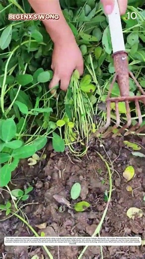Crop Harvesting: How a Garden Fork Lifts Roots into Peanuts 