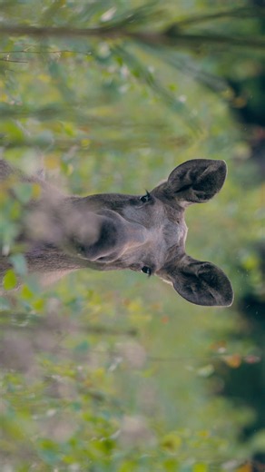 Moose are such lovely animals 🫎🥰 Last year @Ida and I travelled to Sweden and our main idea was to film moose. So every evening when the sun was setting we drove around small roads searching the forests for signs of two big ears and an even bigger nose. Here are some of our favourite moments 🫎. My 2027 Calendar with 12 of my favourite photos from the last year will come out this Friday on October 9th 🥰 Filmed with the Sony Burano 🎥 #nature #wildanimal #moose