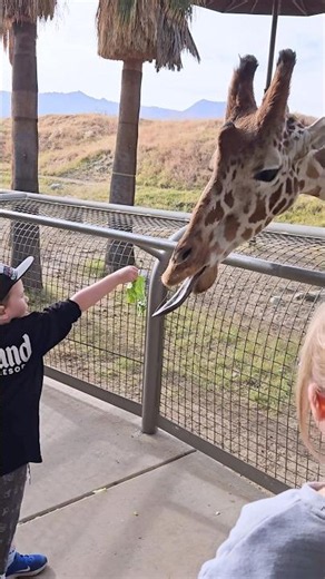 Feeding A Giant Giraffe!🥬🦒