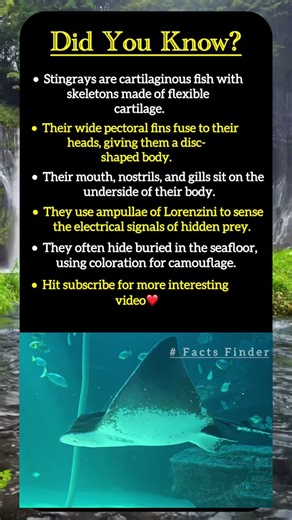 Amazing Stingray Facts You Didn’t Know.#viral #fish