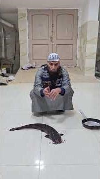 #اكل القراميط حلال أم حرام #حديث #احاديث