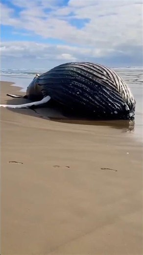 Why a Dead Whale Explode? 🐋💥 #shorts