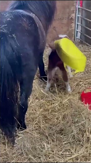 Basket Stuck on Baby Pony's Head || ViralHog