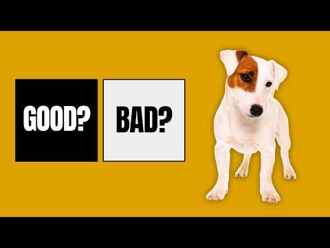 Jack Russell Terrier Pros and Cons: What You Should Know First