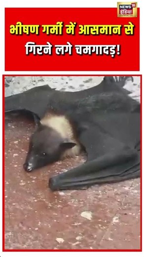 Bat Viral Video | Heat Wave Alert | Mammal | भीषण गर्मी में आसमान से गिरने लगे चमगादड़! #shorts