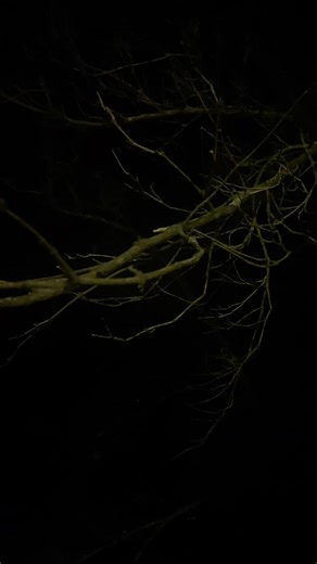 elmo world st patrick day baby