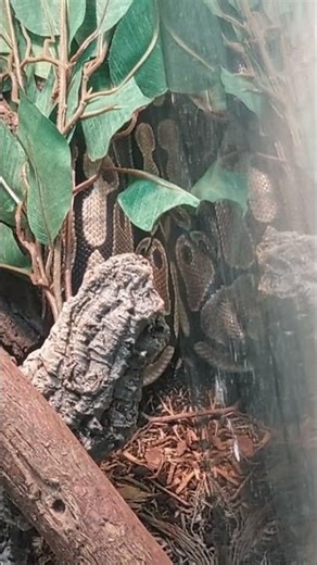 Sleeping snake part thirty two - Ball python. #shorts