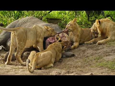 Pride of lions eating large elephant carcass in wild savanna of Botswana, Africa, while male lion