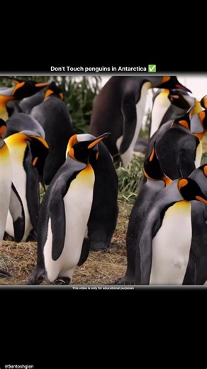 don't touch penguins in Antarctica Becouse.....?
