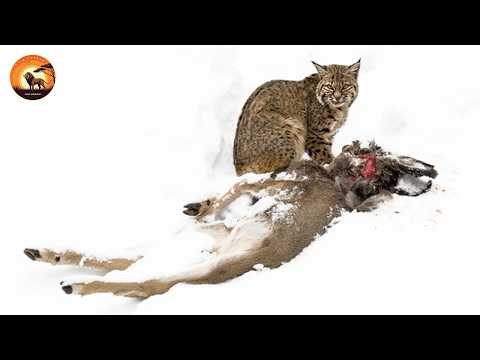Lynx’s Most Terrifying Attacks in the Wild | Wild Animals