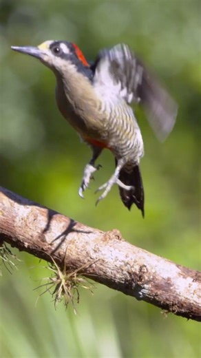 Flap, flap… glide! #naturepbs #birds #woodpecker #flight #wildlife
