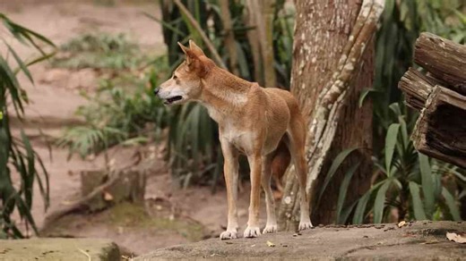 This animal was declared extinct in 1936 – but it might still be alive