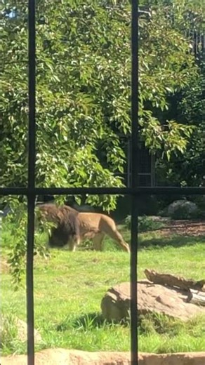 Tiger at Calgary zoo #zoo