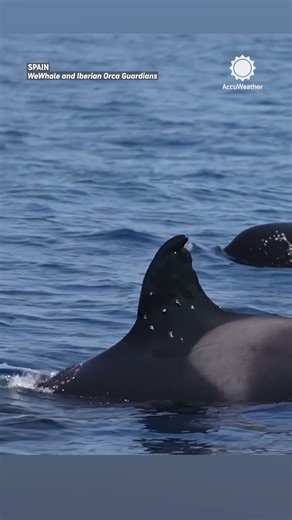 Who would do this to an orca?