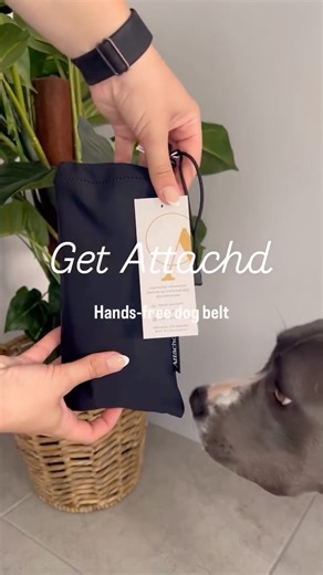 Freya | American staffy 🐾 on Instagram: "Strong dog? Weak human back? This hands-free belt from @getattachd Saved our walks (and my spine) ✨ Luxe • Adjustable • Pockets for everything • Thick back band 🎀 Who’s walking who now 😎 #DogShorts #HandsFreeDogLeash #DogWalkingLife"