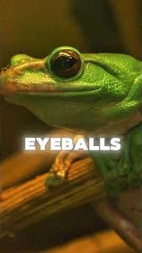 Really? Frogs fact that you didn’t know