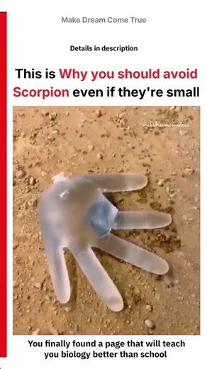 🦂 This is why you should avoid Scorpion ⚡ even if they're small ⚠️ | MDCT