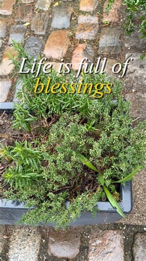 Look for the TINY BLESSINGS in LIFE!