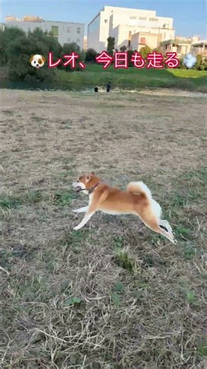 🐶レオ、今日も走る💨 #柴犬 #レオ #元気