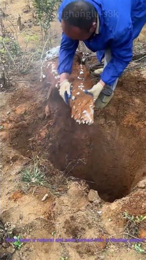 Ant Nest Art: Digging & Preserving a Natural Colony Structure