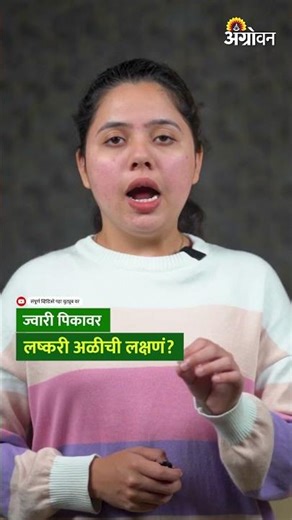 Jowar Armyworm Control: ज्वारीवरील लष्करी अळीचे नियंत्रण कसे करावे? | Agrowon