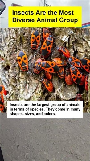 Insects Are the Most Diverse Animal Group - OTOMOTIPS