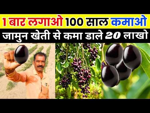 सोच से ज्यादा कमाई 2 महीने में 20 लाख II jamun ki kheti II Black berry II Farming