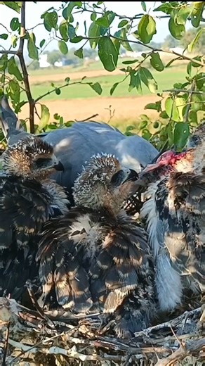 Eagle babies are snatching meat from each other and eating it from their mother's mouth (p7) #viral