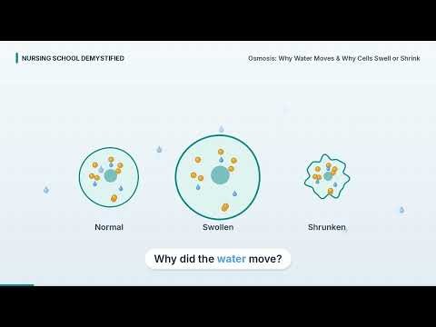 Osmosis Made Simple: Why Water Moves