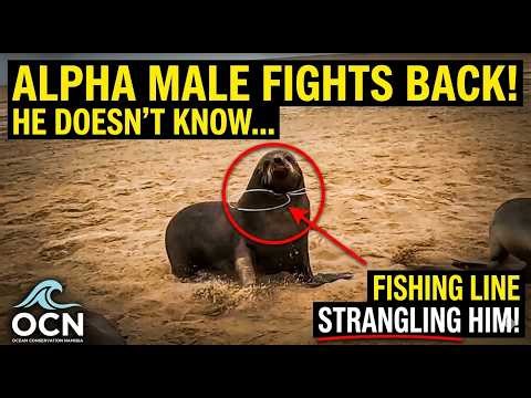 Strangled by Ghost Gear: Saving the King of the Beach