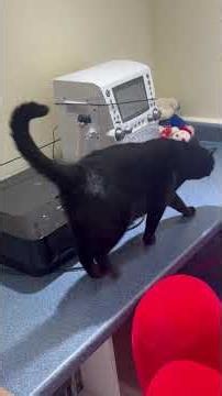Expression: Curiosity killed the Cat ! Where did this expression come from?Let’s talk ..❤️🐈‍⬛🐈❤️