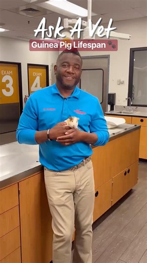 Dr. Hodges talks guinea pig lifespan 🐾 #PetSmartAskAVet #AnythingForPets