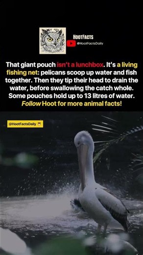 A pelican's pouch isn't a lunchbox, it's a net 🐦 #pelican #animalfacts #curiosity